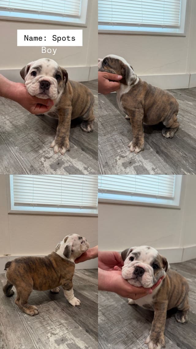 5 English Bulldog Puppies media 3