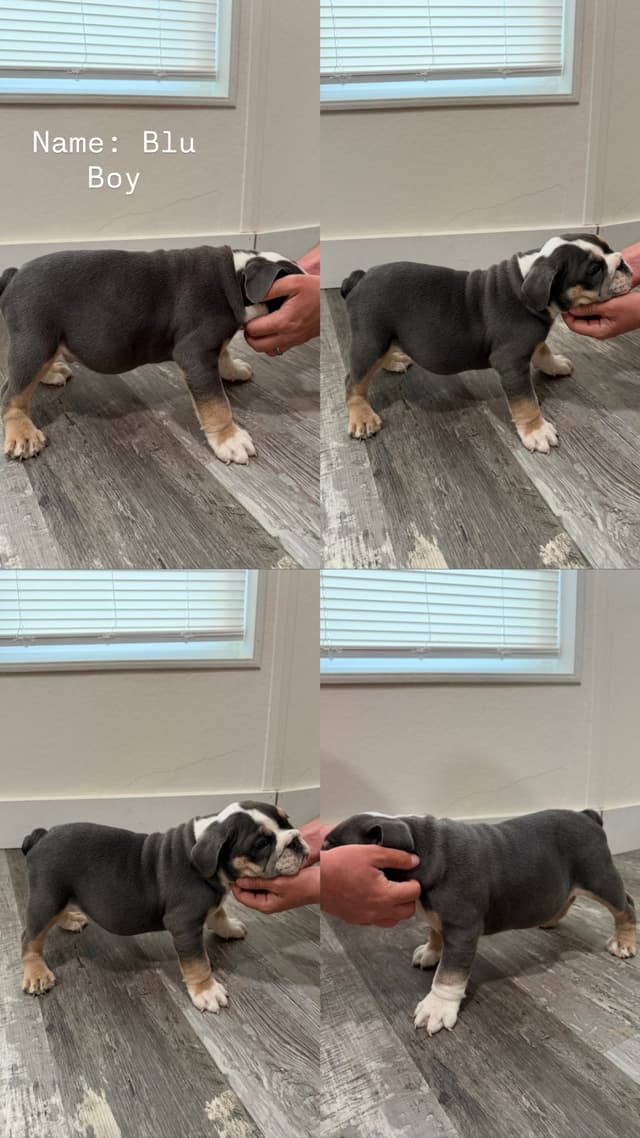 5 English Bulldog Puppies media 5