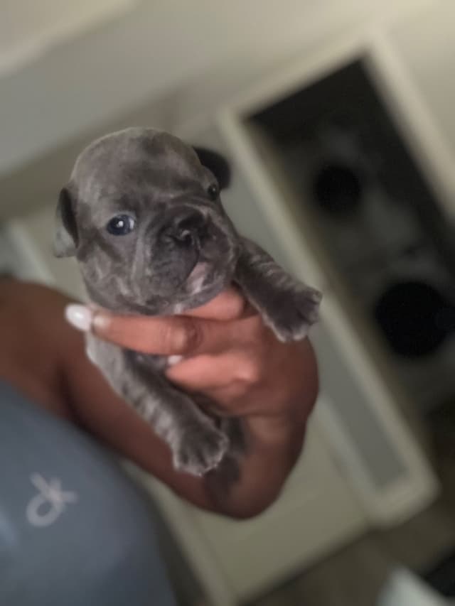 French Bulldog Puppies media 2