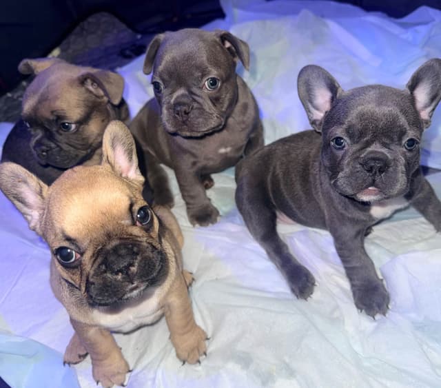 French Bulldog Puppies media 5