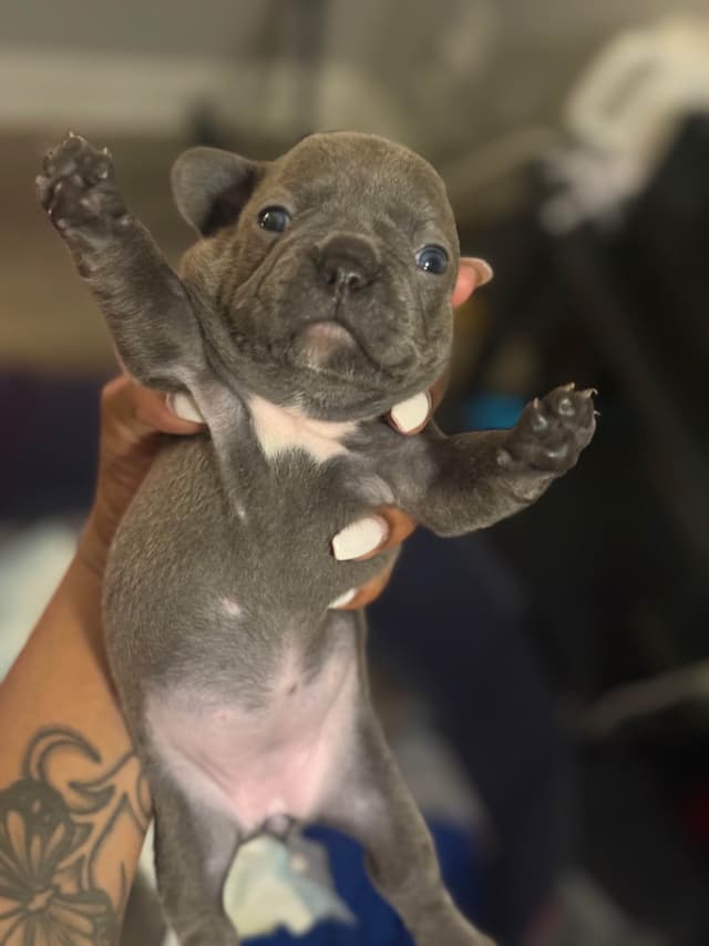 French Bulldog Puppies media 4