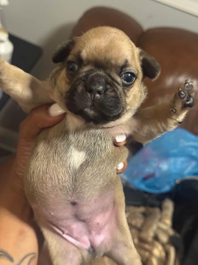 French Bulldog Puppies media 7