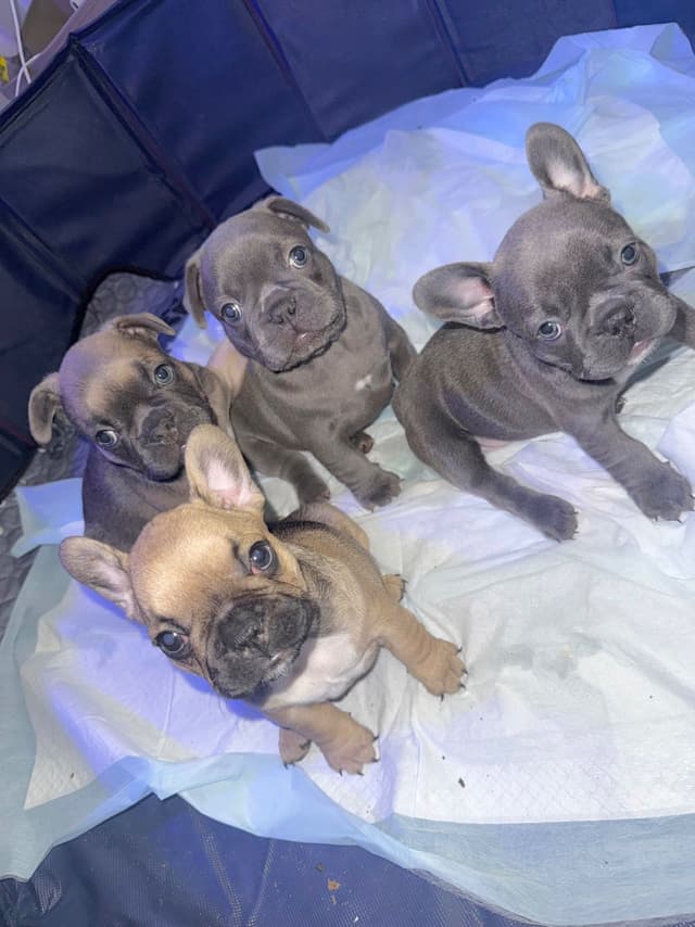 French Bulldog Puppies media 3