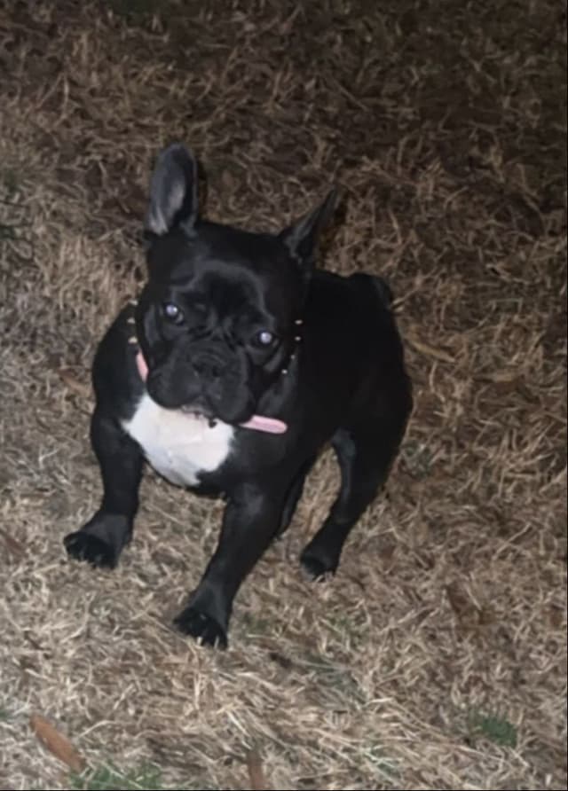 French Bulldog Puppies media 6