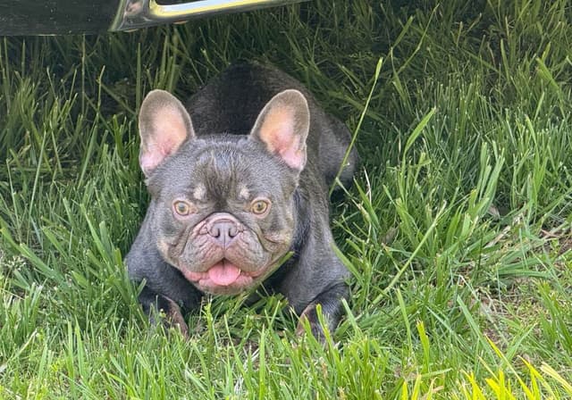 French Bulldog Puppies media 8