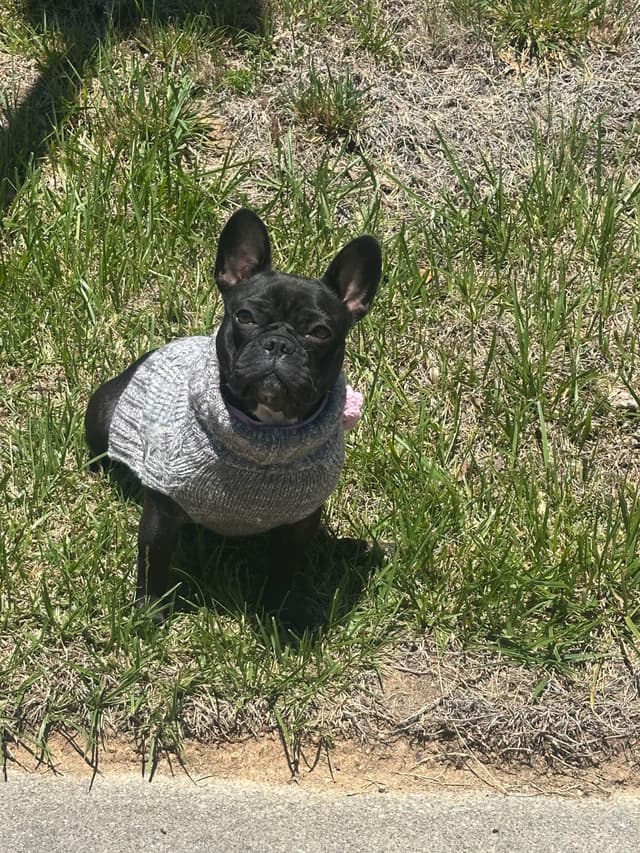 French Bulldog Puppies media 9