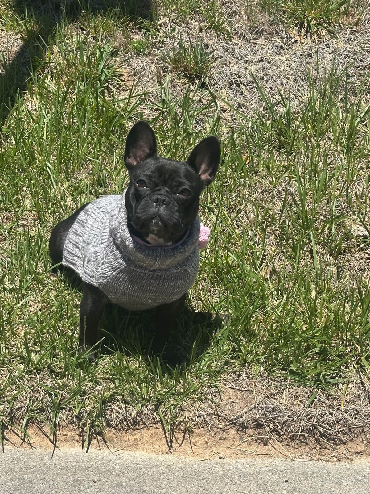 French Bulldog Puppies breeder image 2