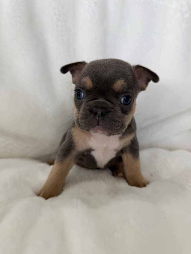 French Bulldog Puppies media 4