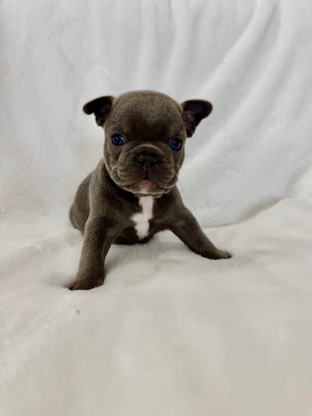 French Bulldog Puppies media 6