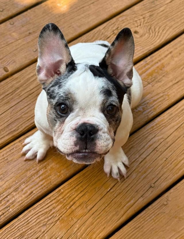 French Bulldog Puppies media 7