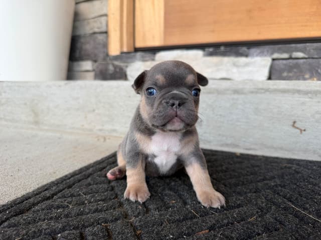 French Bulldog Puppies media 8