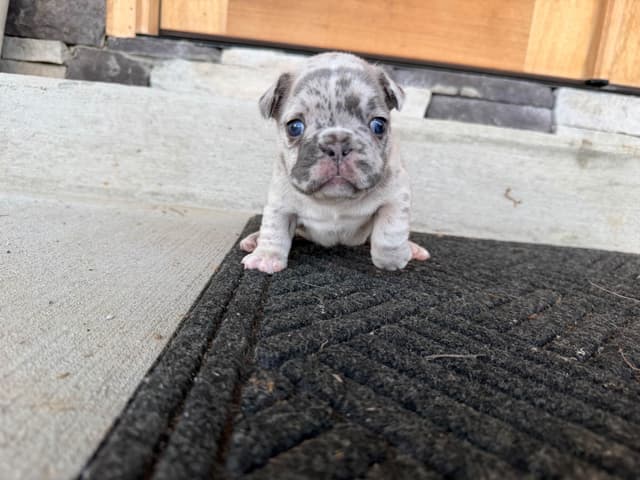 French Bulldog Puppies media 9