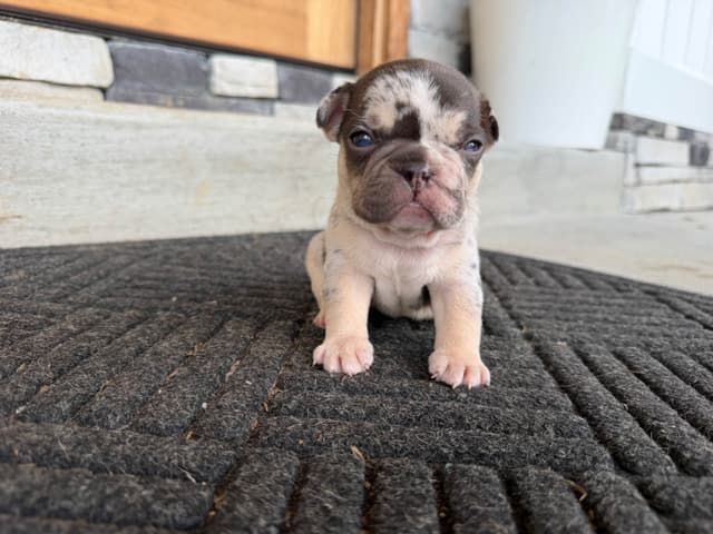 French Bulldog Puppies media 10