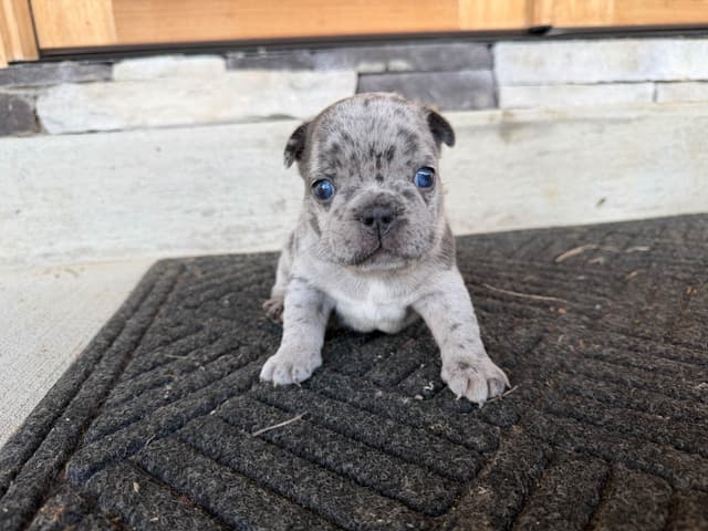 French Bulldog Puppies media 11