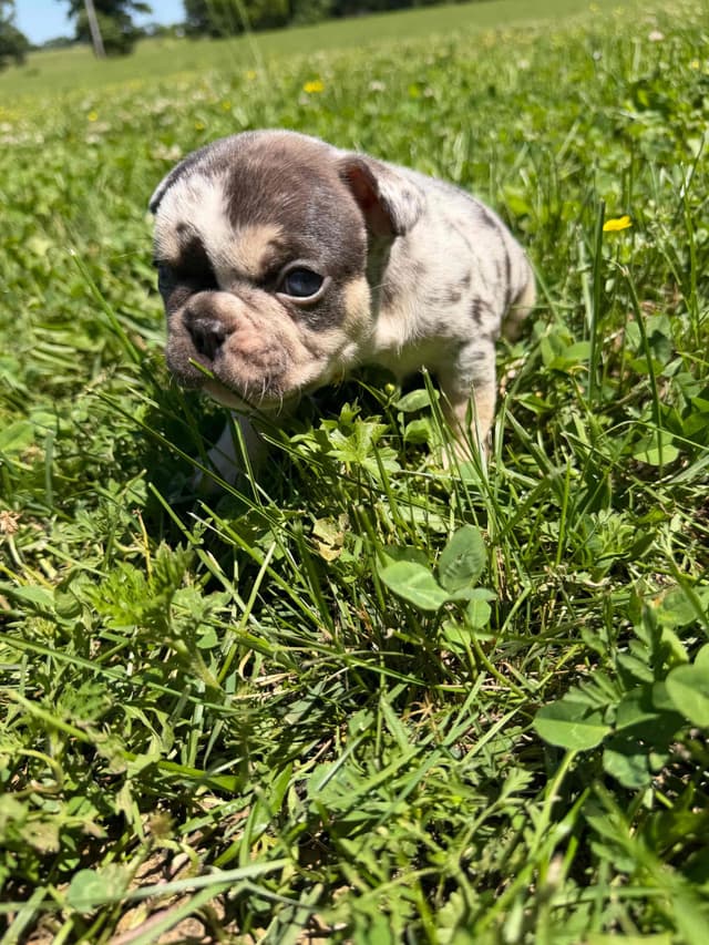 French Bulldog Puppies media 12
