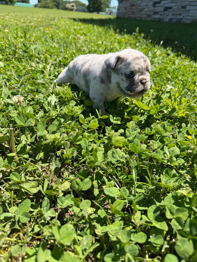French Bulldog Puppies media 13
