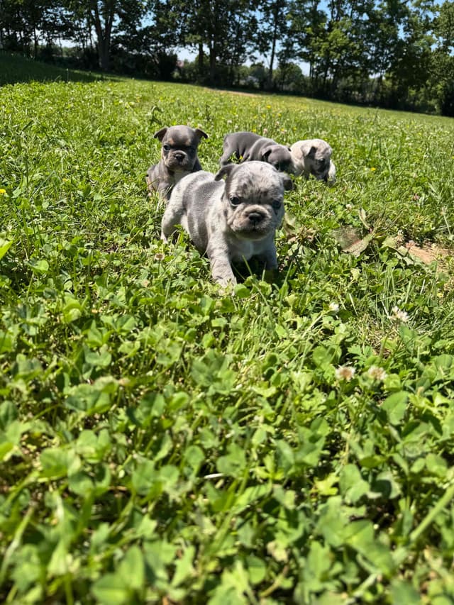 French Bulldog Puppies media 14