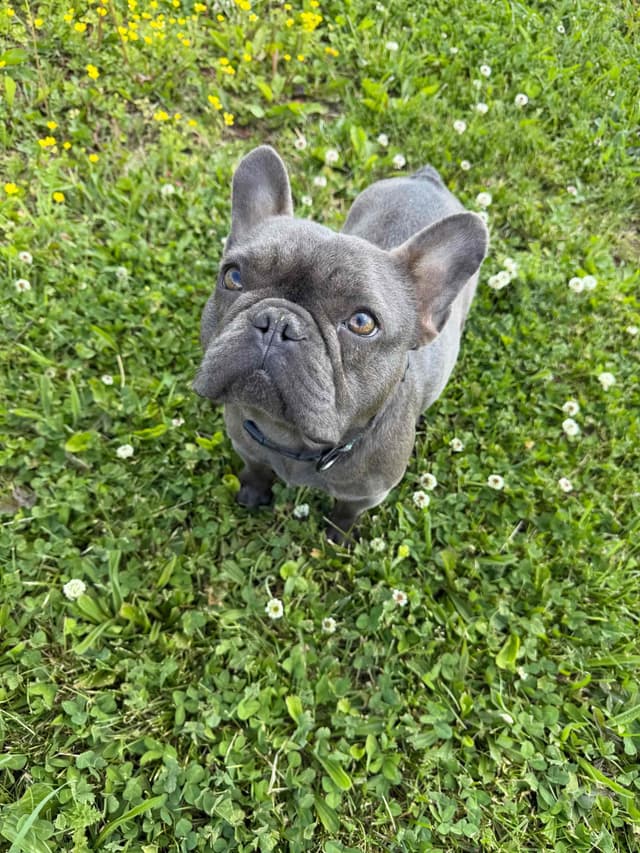French Bulldog Puppies media 15