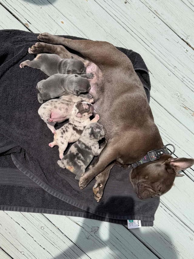 French Bulldog Puppies media 16