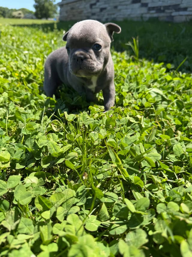 French Bulldog Puppies media 17