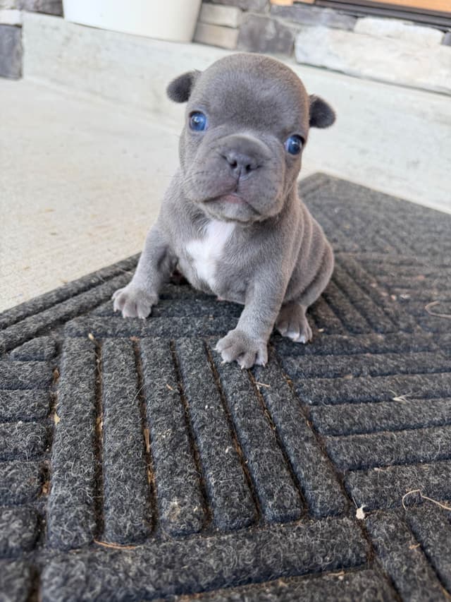 French Bulldog Puppies media 18