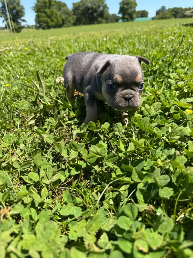 French Bulldog Puppies media 20