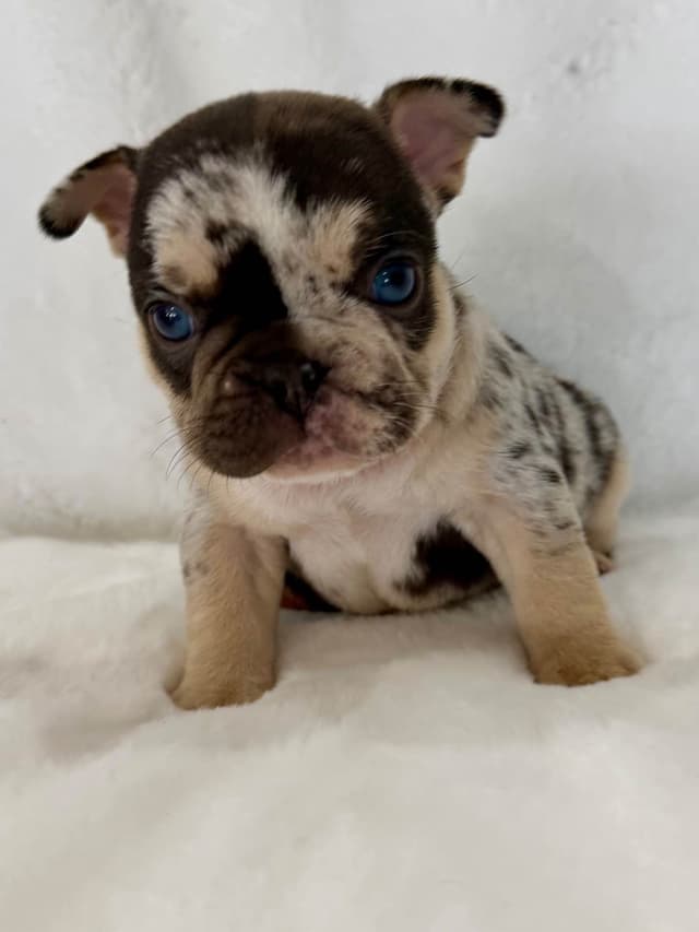 French Bulldog Puppies media 19