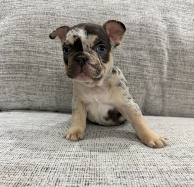 French Bulldog Puppies media 3