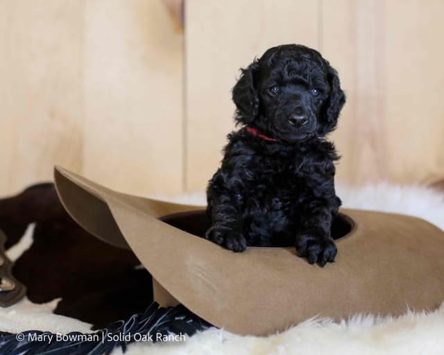 Small Standard Poodle Puppies media 3