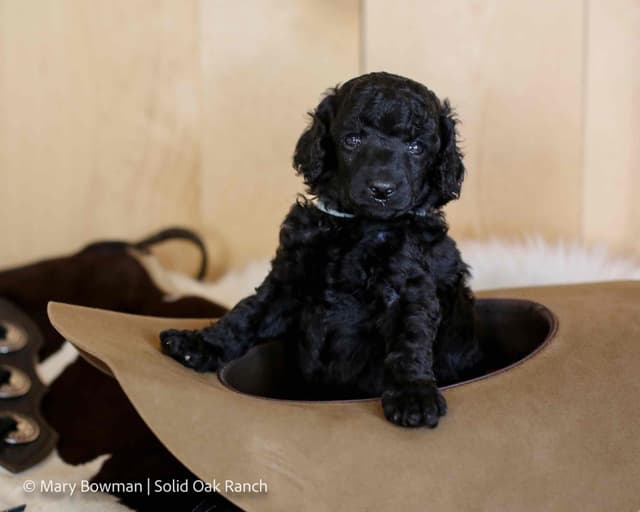 Small Standard Poodle Puppies media 4
