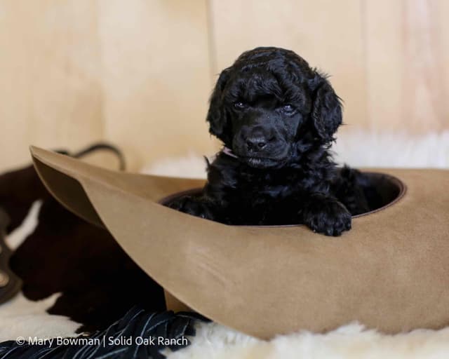 Small Standard Poodle Puppies media 5