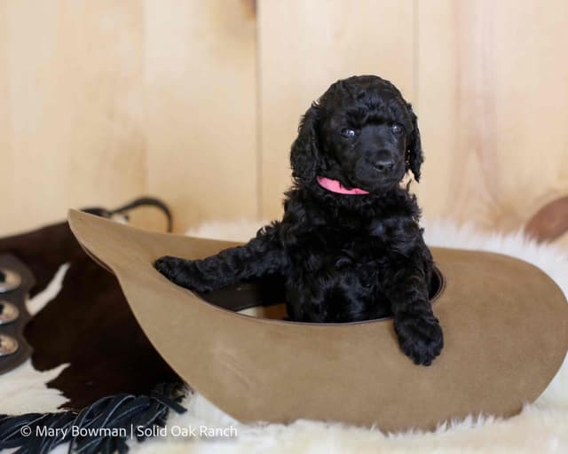 Small Standard Poodle Puppies media 6