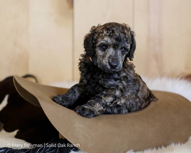 Small Standard Poodle Puppies media 7