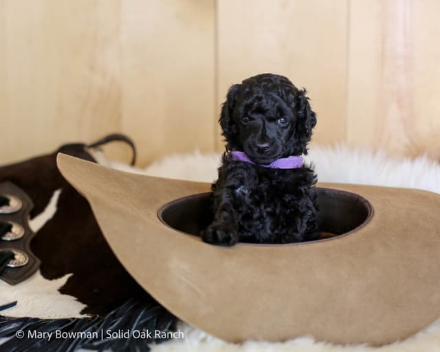 Small Standard Poodle Puppies media 12