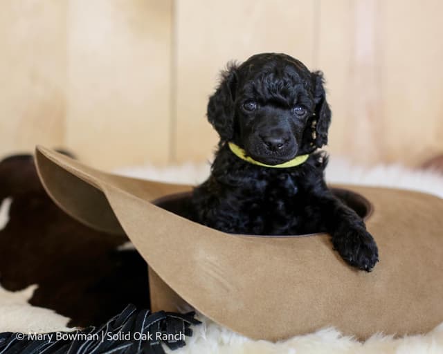 Small Standard Poodle Puppies media 10