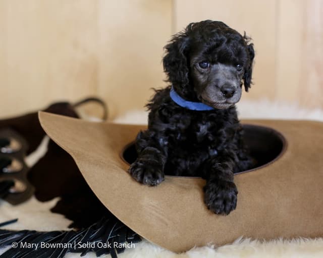 Small Standard Poodle Puppies media 8
