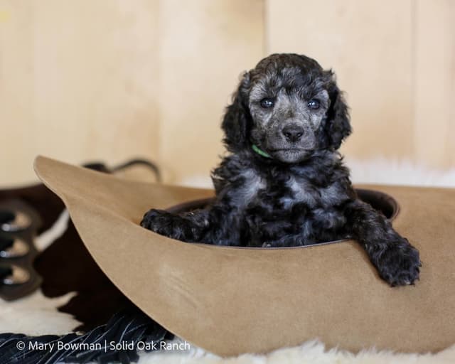 Small Standard Poodle Puppies media 9