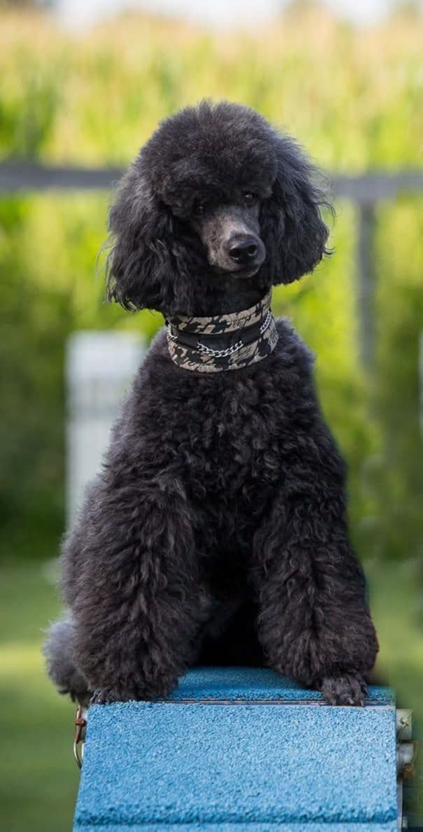 Small Standard Poodle Puppies media 11