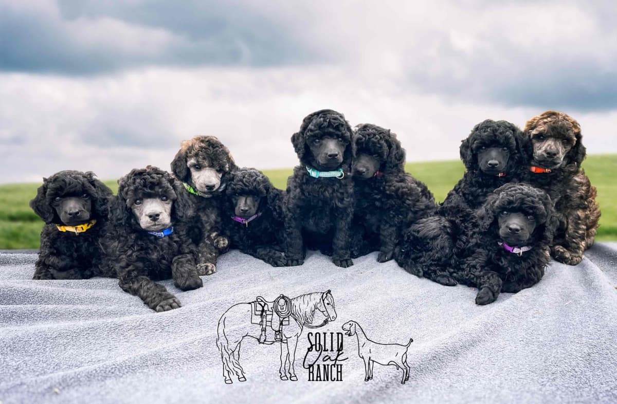 Small Standard Poodle Puppies breeder image 2