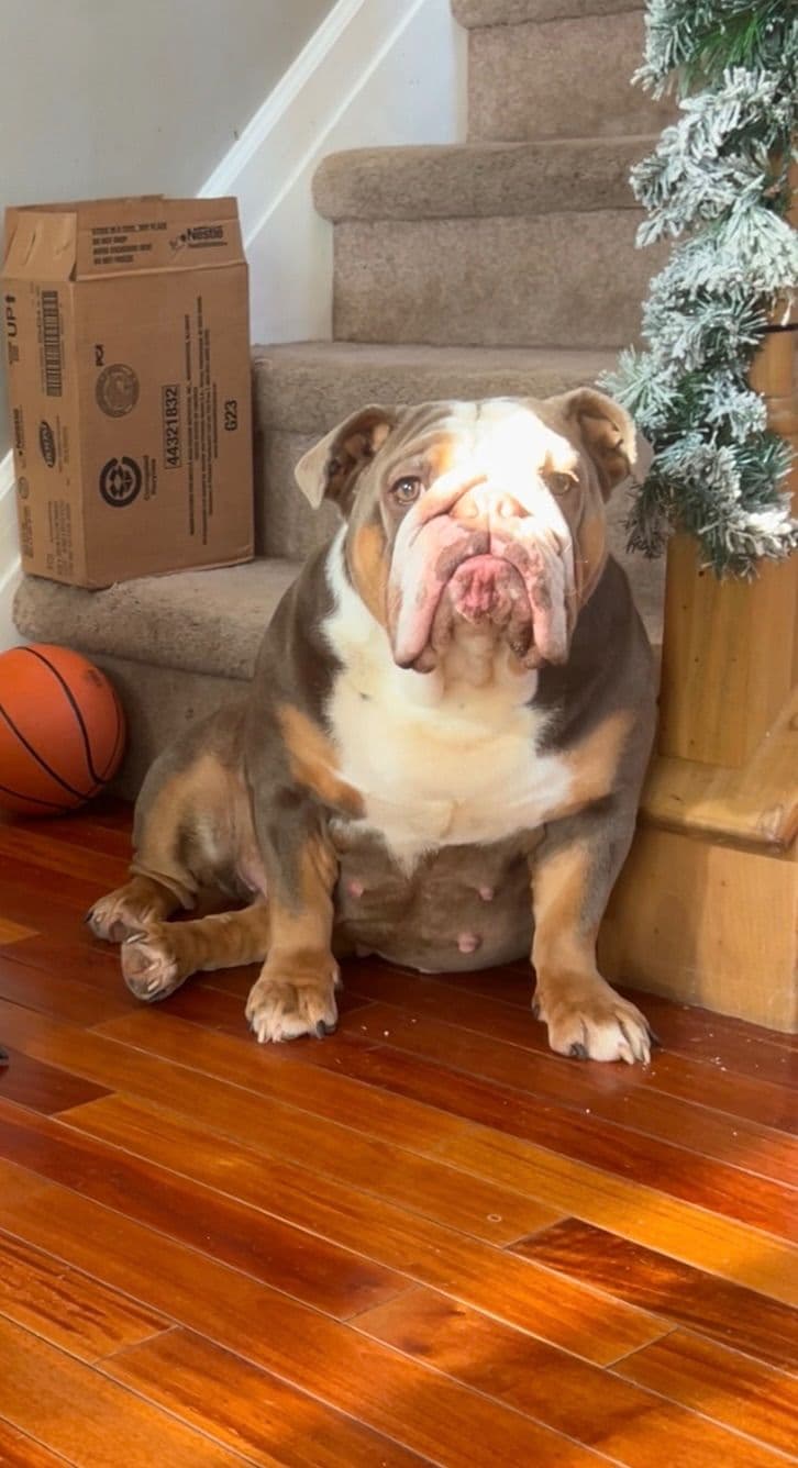 Bulldog Puppies breeder image 3