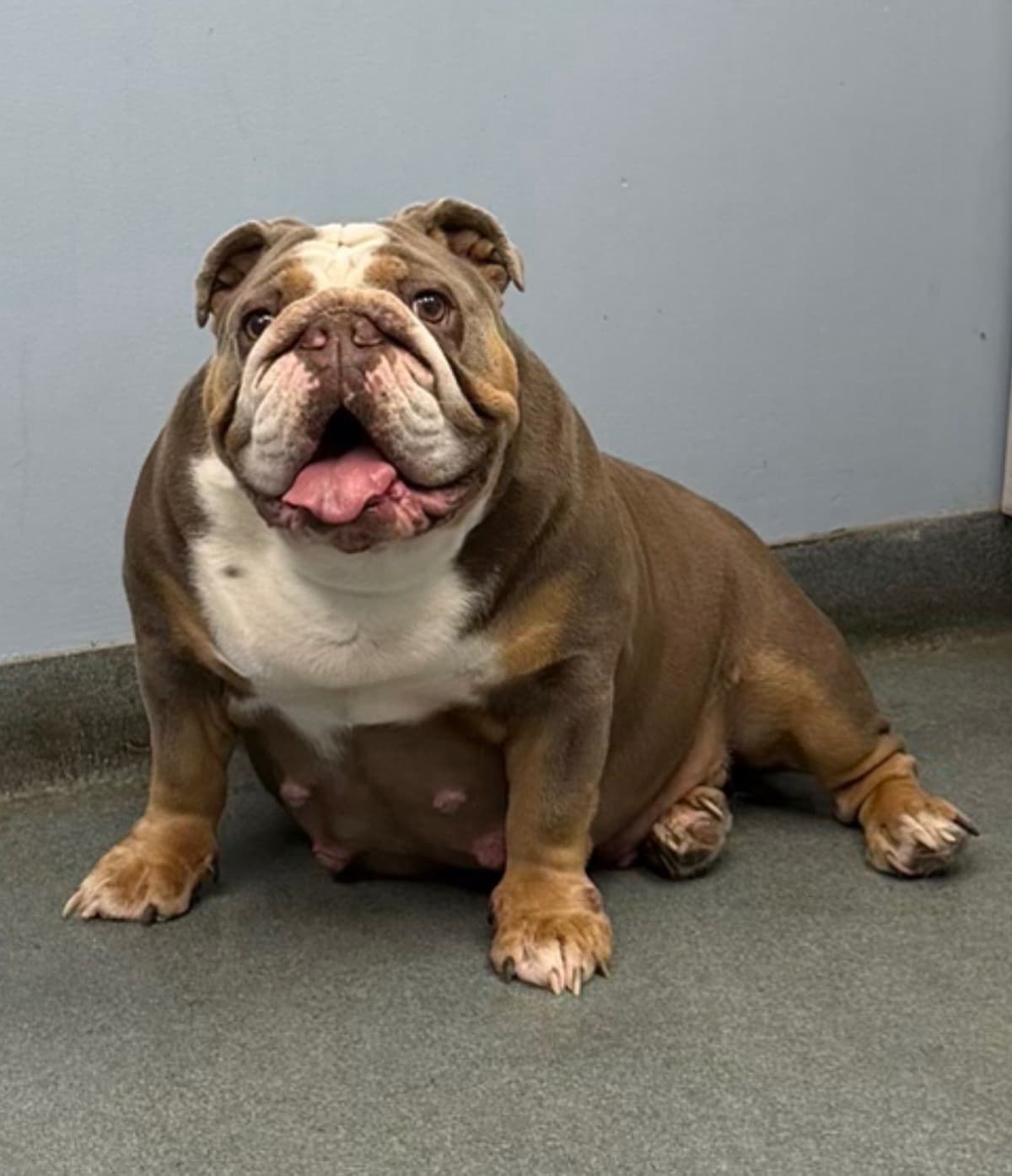 Bulldog Puppies breeder image 1