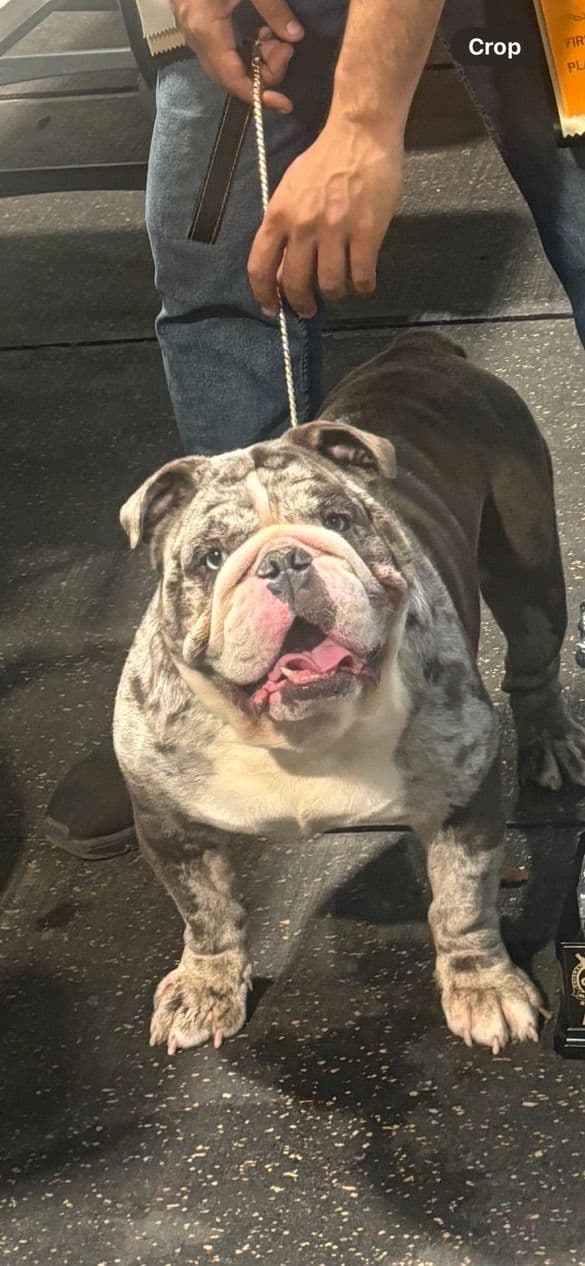 Bulldog Puppies breeder image 2