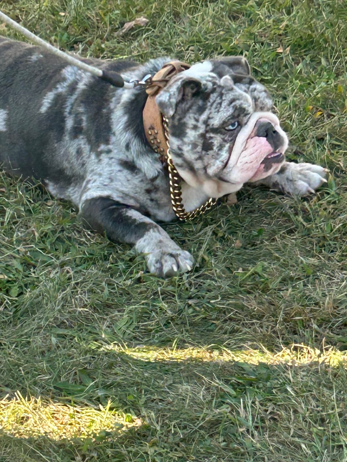 Bulldog Puppies breeder image 4