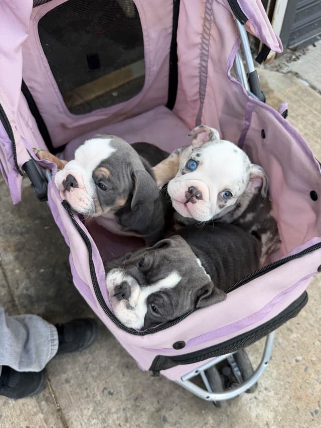 Bulldog Puppies media 3