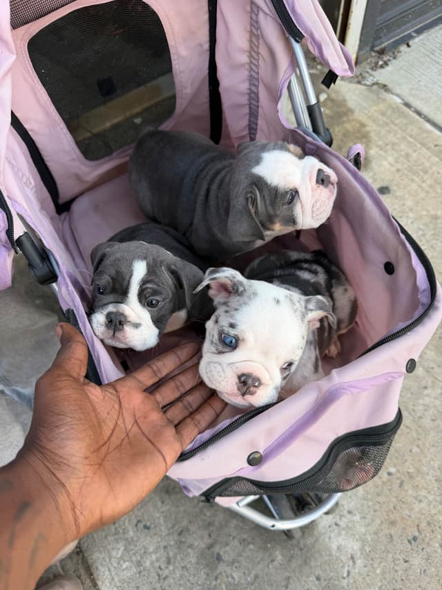 Bulldog Puppies media 4