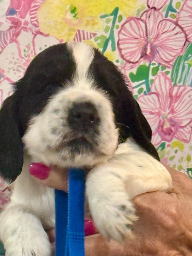English Cocker Spaniel Puppies media 2