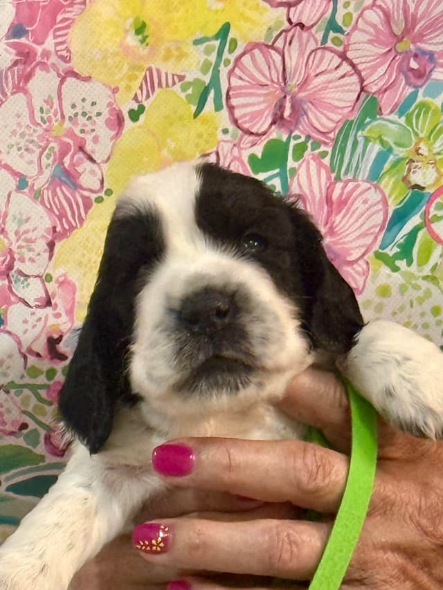 English Cocker Spaniel Puppies media 3