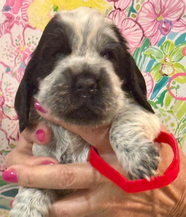 English Cocker Spaniel Puppies media 4