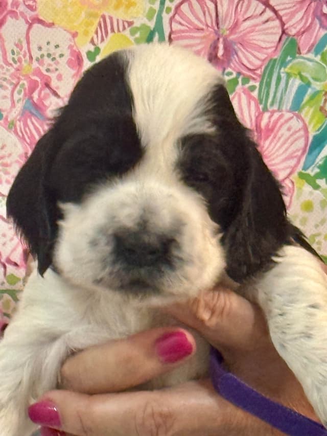 English Cocker Spaniel Puppies media 5