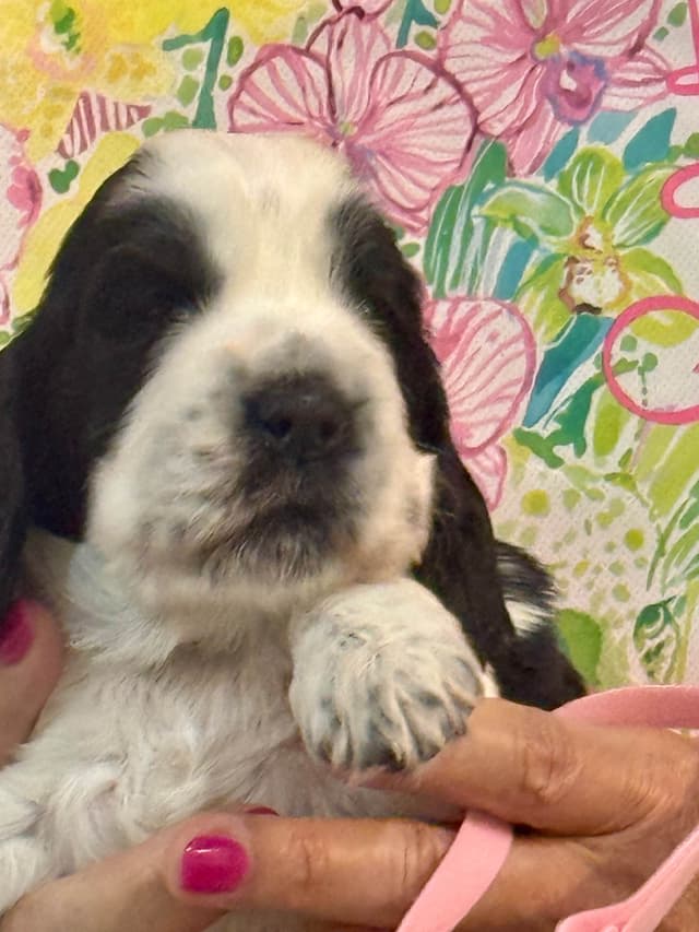 English Cocker Spaniel Puppies media 6